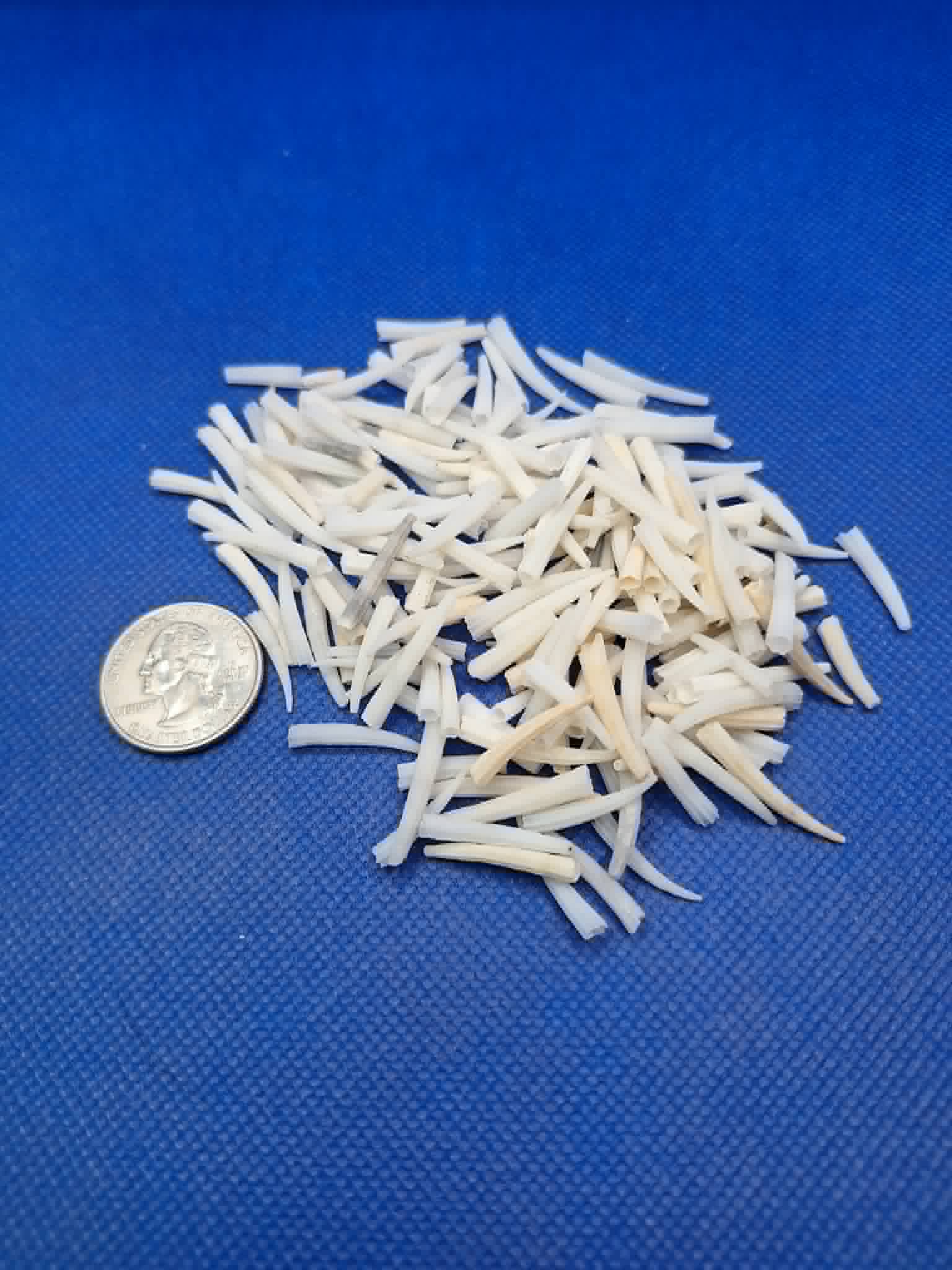 Small Rough Dentalium Shells Natural Colors 25g