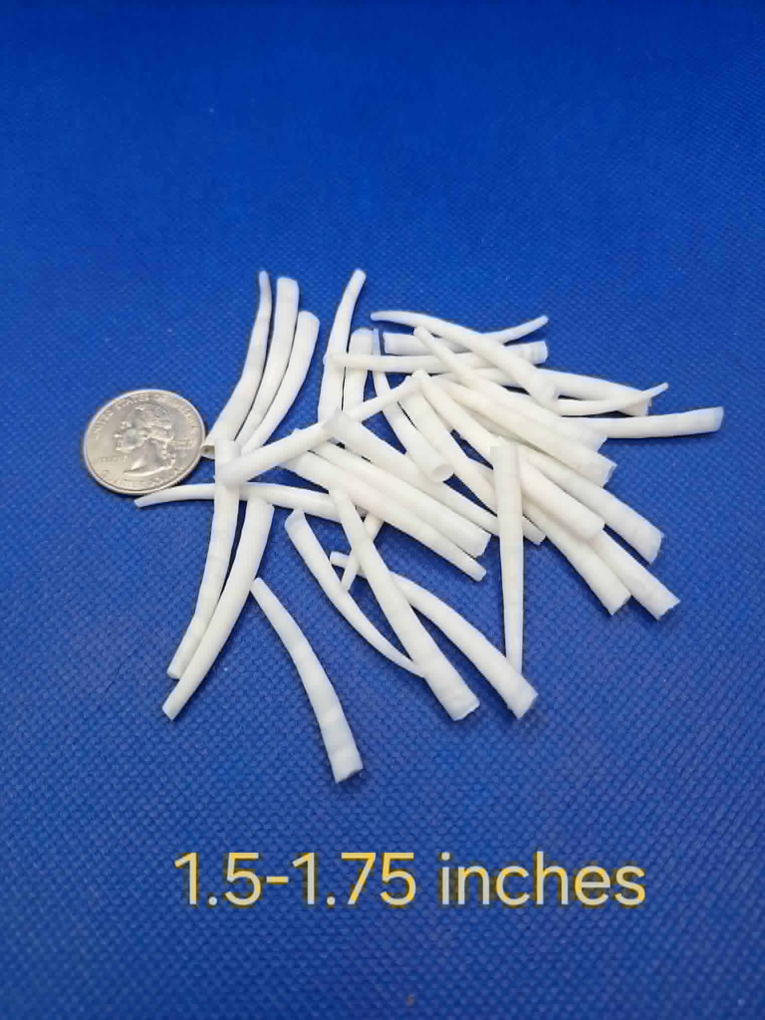 1.5-1.75-inch Dentalium Shells Smooth White 25g